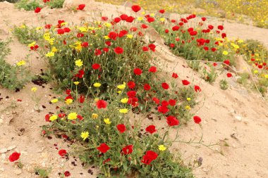 Anemone bir şehir parkındaki açıklıkta çiçek açtı..