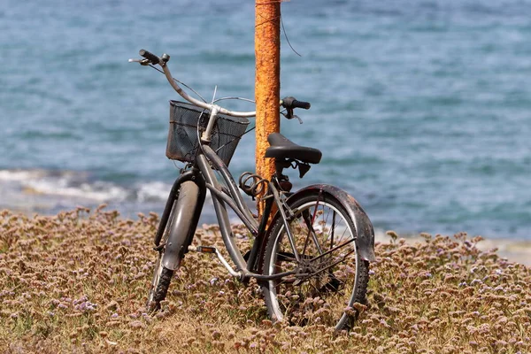 Велосипед Городском Парке Моря — стоковое фото