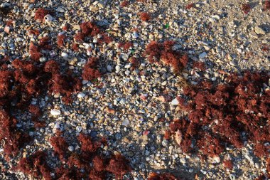 Akdeniz kıyısında taşlar var..