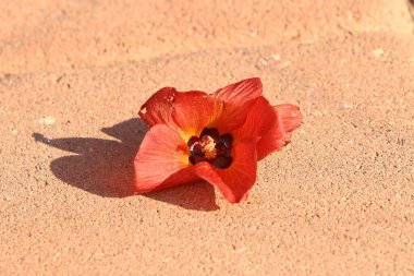 Fallen leaves and flowers in a city park in Israel.
