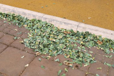 Fallen leaves and flowers in a city park in Israel.