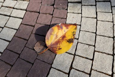 Fallen leaves and flowers in a city park in Israel.