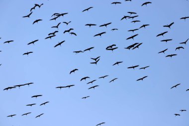A large flock of cranes winters on a lake in northern Israel. 