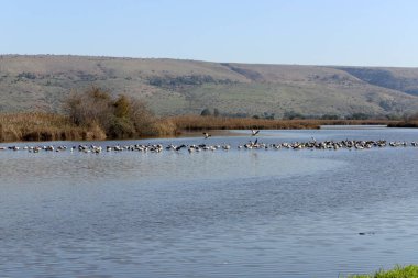 A large flock of cranes winters on a lake in northern Israel. 