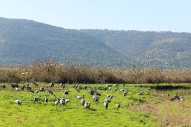 A large flock of cranes winters on a lake in northern Israel. 