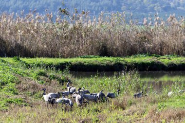 A large flock of cranes winters on a lake in northern Israel. 