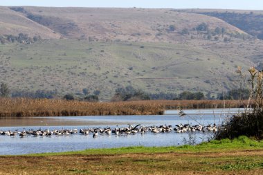 A large flock of cranes winters on a lake in northern Israel. 