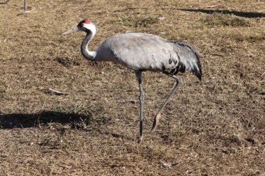 A large flock of cranes winters on a lake in northern Israel. 