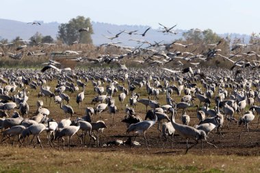 A large flock of cranes winters on a lake in northern Israel. 
