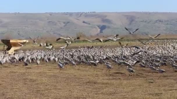 Large Flock Cranes Winters Lake Northern Israel — Stock Video