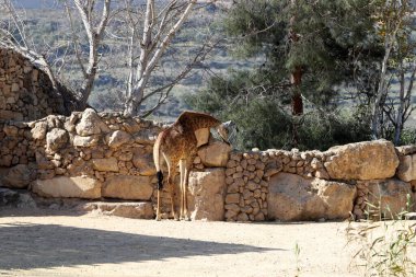 A tall giraffe lives in a zoo in Tel Aviv.