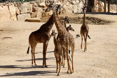 A tall giraffe lives in a zoo in Tel Aviv.