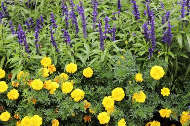 Şehir parkında bahar çiçekleri.