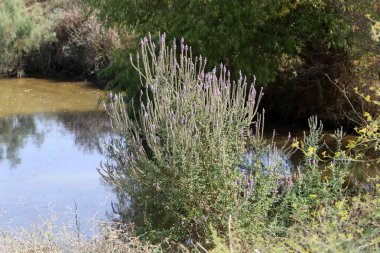 Şehir parkında bahar çiçekleri.