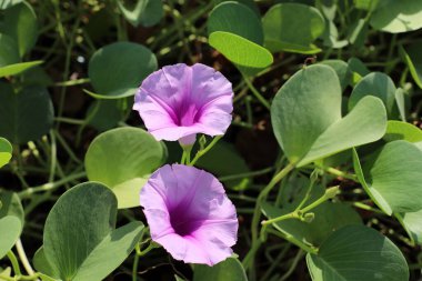 Şehir parkında bahar çiçekleri.
