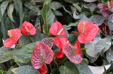 Şehir parkında bahar çiçekleri.