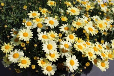 Şehir parkında bahar çiçekleri.