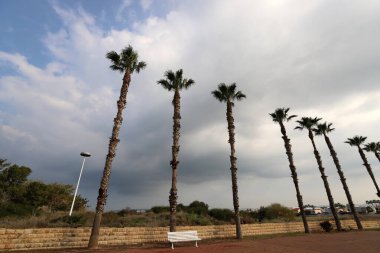 A tall palm tree against a cloudy sky.