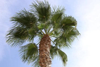 A tall palm tree against a cloudy sky.