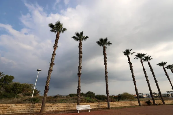 A tall palm tree against a cloudy sky.