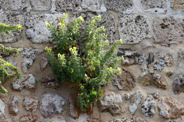 Green plants and flowers grow on stones.