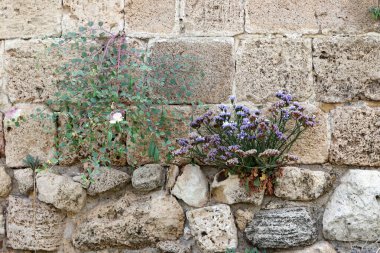 Green plants and flowers grow on stones.