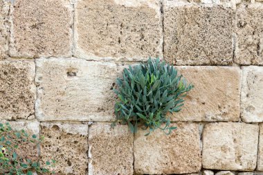 Green plants and flowers grow on stones.