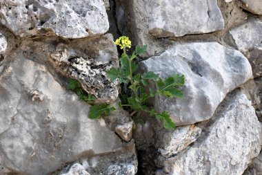 Green plants and flowers grow on stones.