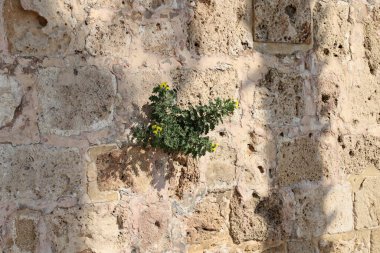 Green plants and flowers grow on stones.