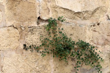 Green plants and flowers grow on stones.