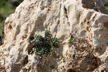 Green plants and flowers grow on stones.