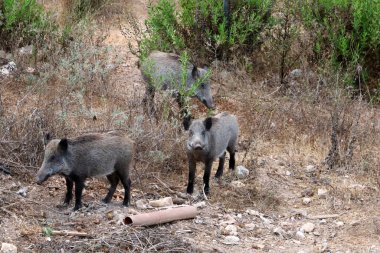 Wild boars live in a zoo in Israel.
