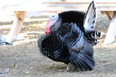 Birds in the city park by the sea.