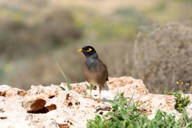 Birds in the city park by the sea.