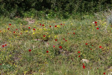 Ormandaki çimler ve çiçekler..
