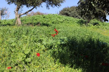 Ormandaki çimler ve çiçekler..