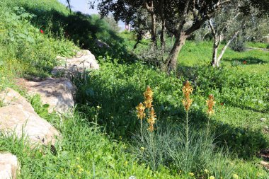 Ormandaki çimler ve çiçekler..