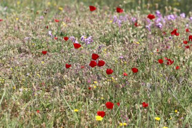Ormandaki çimler ve çiçekler..