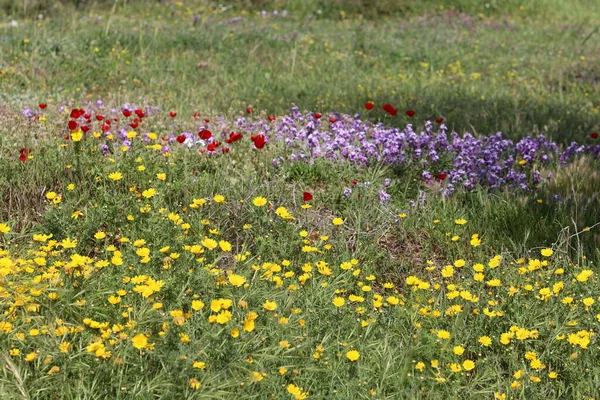 Högt Gräs Och Blommor Skogsglänta — Stockfoto