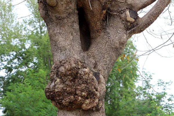 Büyük Bir Ağacın Gövdesinde Asalak Mantar Chaga — Stok fotoğraf
