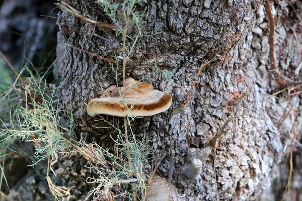 大きな木の幹に寄生真菌チャガ — ストック写真