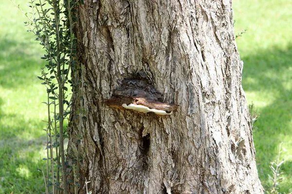 Pasożytnicza Chaga Grzyba Pniu Dużego Drzewa — Zdjęcie stockowe