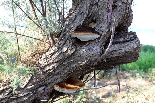 大きな木の幹に寄生真菌チャガ — ストック写真