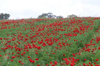 Kırmızı haşhaşlı samoseyka bir ormanda çiçek açar..