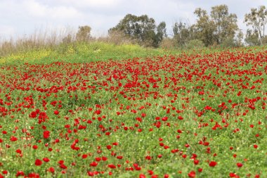 Kırmızı haşhaşlı samoseyka bir ormanda çiçek açar..