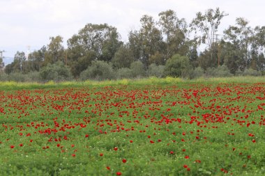Kırmızı haşhaşlı samoseyka bir ormanda çiçek açar..