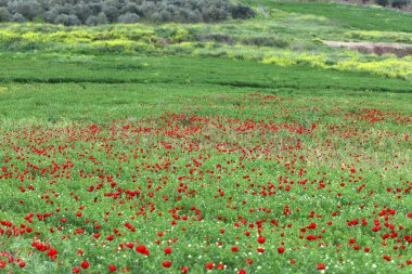 Kırmızı haşhaşlı samoseyka bir ormanda çiçek açar..