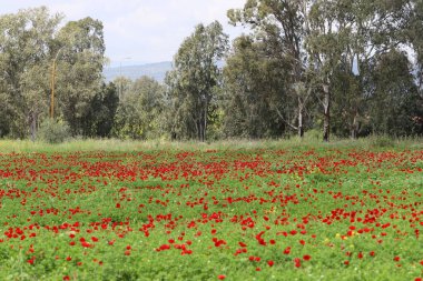 Kırmızı haşhaşlı samoseyka bir ormanda çiçek açar..