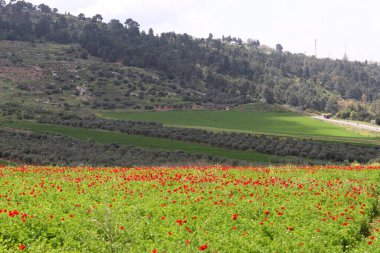 Kırmızı haşhaşlı samoseyka bir ormanda çiçek açar..