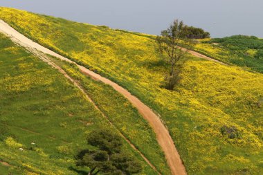 Kuzey İsrail 'deki dağlarda yol.